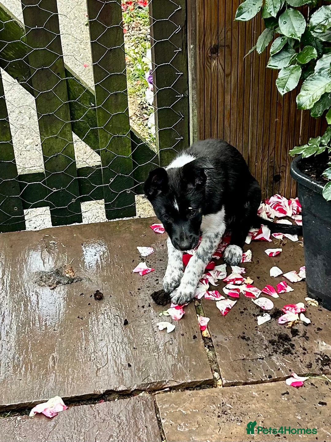 Border Collie dogs for sale: Boarder collie girl puppy - Image 8