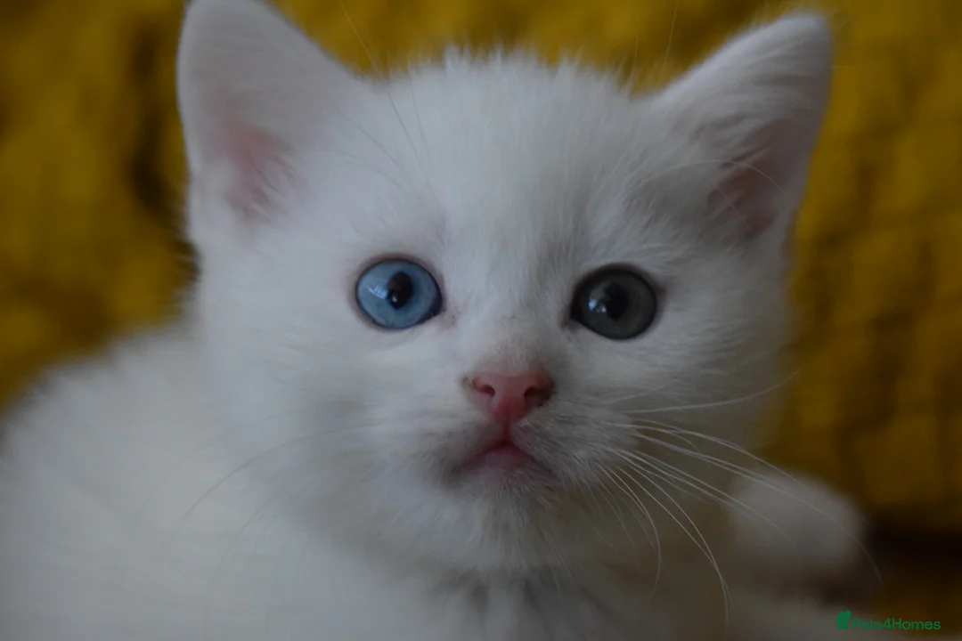 Mixed Breed cats for sale: Rare Odd Eye Mixed Breed Kitten for sale - Advert 2