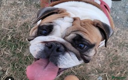 English Bulldog dogs for sale: 2x English Bulldogs adult females  - Advert 3