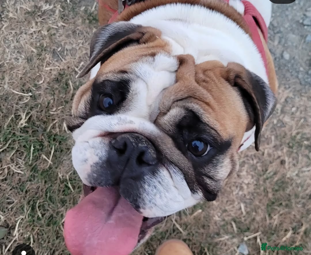 English Bulldog dogs for sale: 2x English Bulldogs adult females  - Advert 3