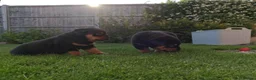 Rottweiler dogs for sale: Rottweiler pups looking for homes  - Advert 3