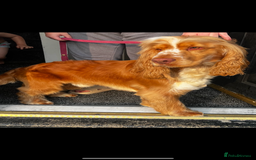 Cocker Spaniel dogs for sale: 🌟 cocker spaniel puppies 🌟 - Image 25