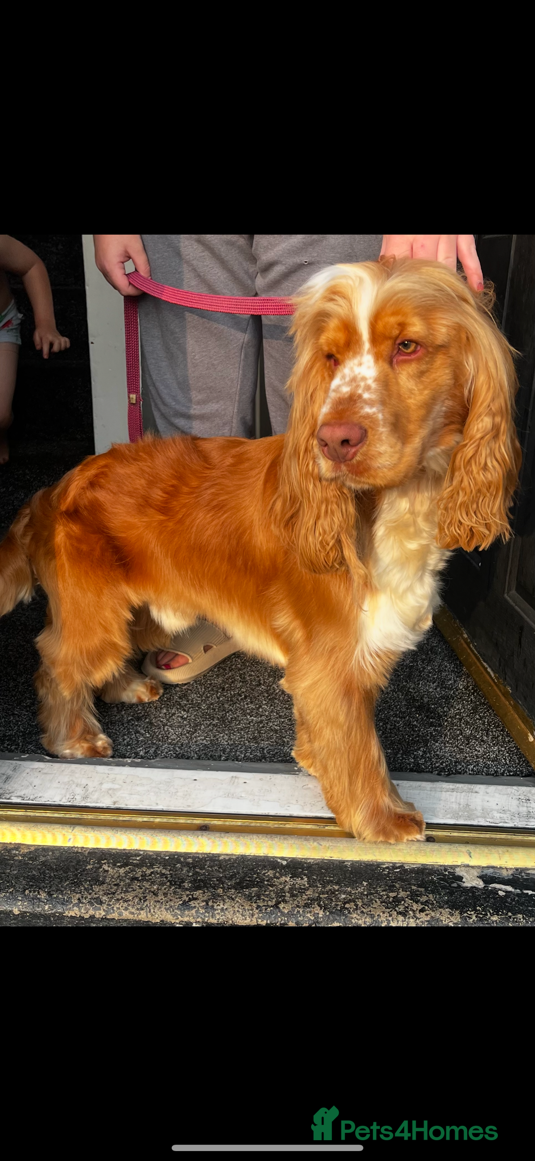 Cocker Spaniel dogs for sale: 🌟 cocker spaniel puppies 🌟 - Image 25