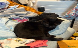 Mixed Breed cats for sale: Mixed breed black female kitten - Image 2