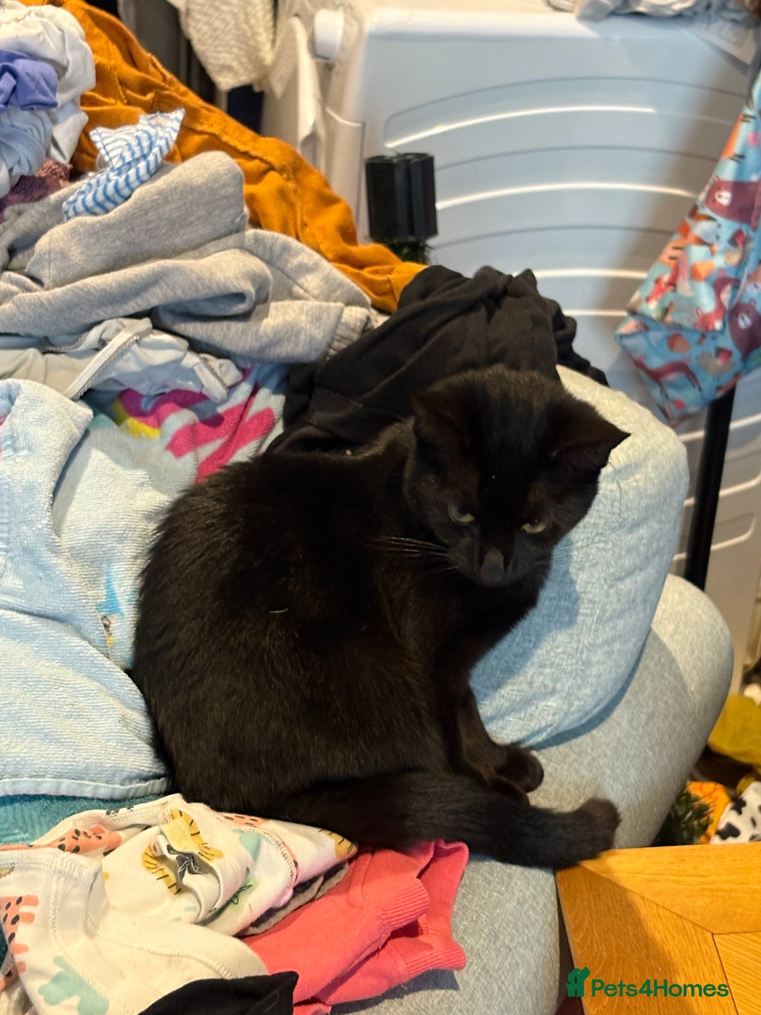 Mixed Breed cats for sale: Mixed breed black female kitten - Image 2