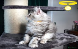Maine Coon cats for sale: STUNNING XL PEDIGREE MAINE COON KITTENS  - Image 16