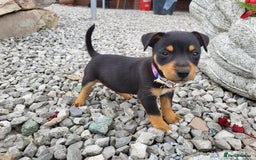 Jack Russell dogs for sale: miniature jack Russell puppies 1 girl left  - Image 11