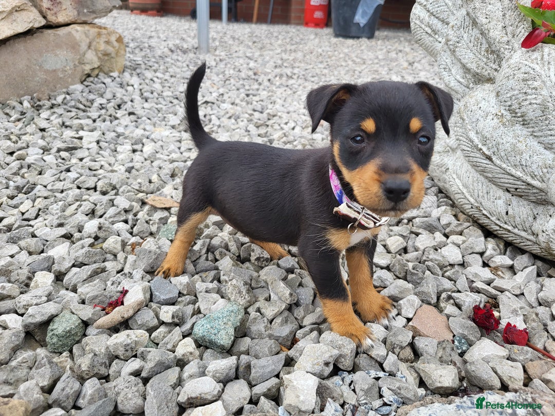 Jack Russell dogs for sale: miniature jack Russell puppies 1 girl left  - Image 11