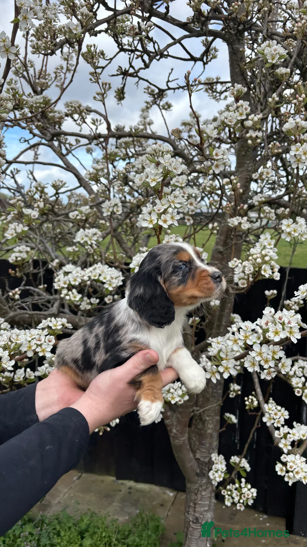 Cocker Spaniel dogs for sale: Beautiful cocker spaniel puppies for sale - Advert 2