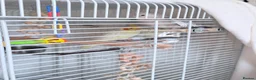 Cockatiels birds for sale: Pair of cockatiels  in Hartlepool - Advert 8