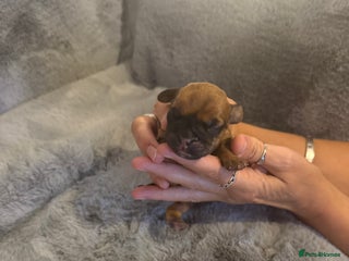 Mixed Breed dogs - Advert 1