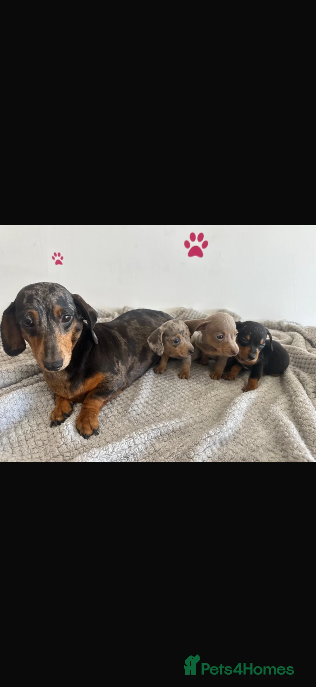 Dachshund dogs for sale: Beautiful dachshund puppies  - Advert 2