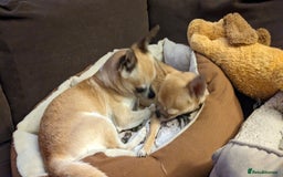 Chihuahua dogs for sale: 💖 3 Beautiful Chihuahua Puppies - Image 11