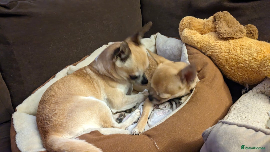 Chihuahua dogs for sale: 💖 3 Beautiful Chihuahua Puppies - Image 11