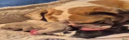 Olde English Bulldogge dogs for sale: Old English Bulldog Pups  - Advert 14