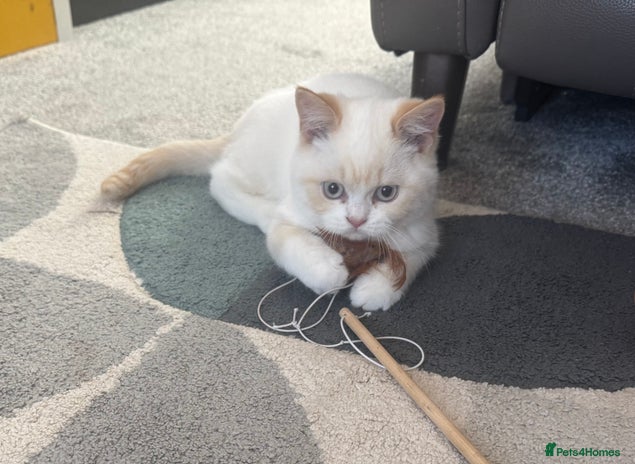 British Shorthair cats - Advert 3