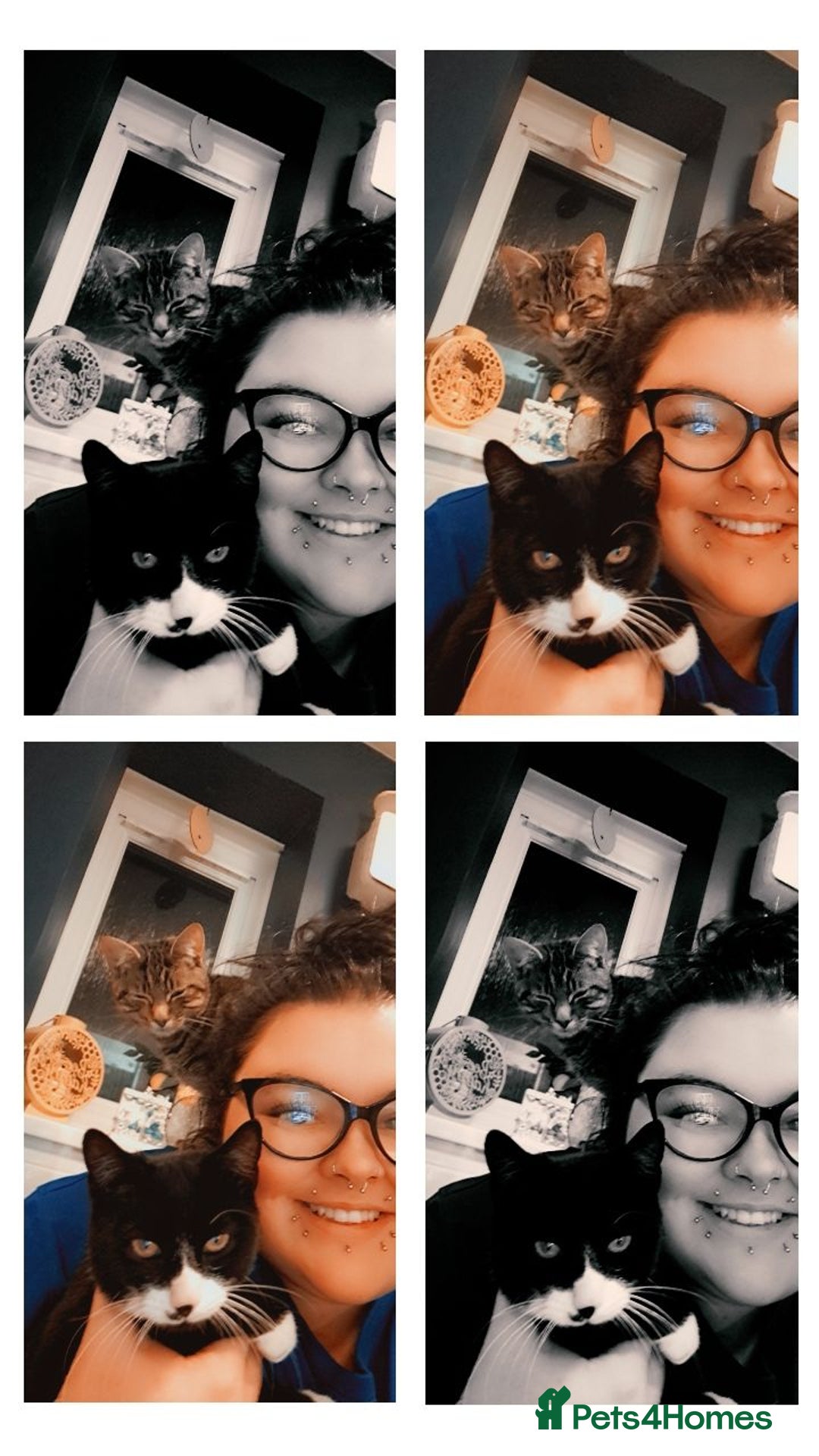 Mixed Breed cats for sale: No fault of their own  - Advert 1