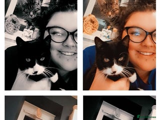 Mixed Breed cats No fault of their own - Advert 1