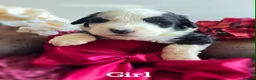 Mixed Breed dogs for sale:  old english sheepdog x bernese mountain dog puppy - Advert 11