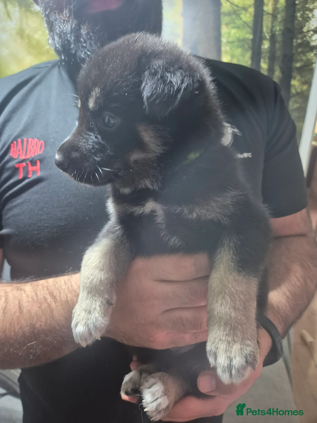 Mixed Breed dogs for sale: READY NOW! Stunning litter of puppies!! - Advert 22