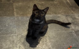 Egyptian Mau cats for sale: TICA reg Spotted EgyptianMau x Bengal LOWEST PRICE - Image 20