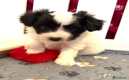 Papillon dogs for sale: Beautiful KC registered papillon puppies for sale - Image 11