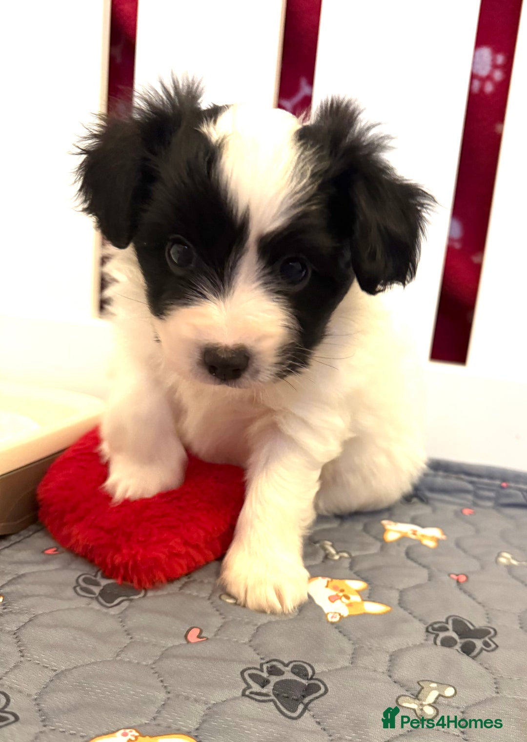Papillon dogs for sale: Beautiful KC registered papillon puppies for sale - Image 11