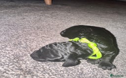 Labradoodle dogs for sale: F1b Miniature Labradoodle Puppies  - Advert 29