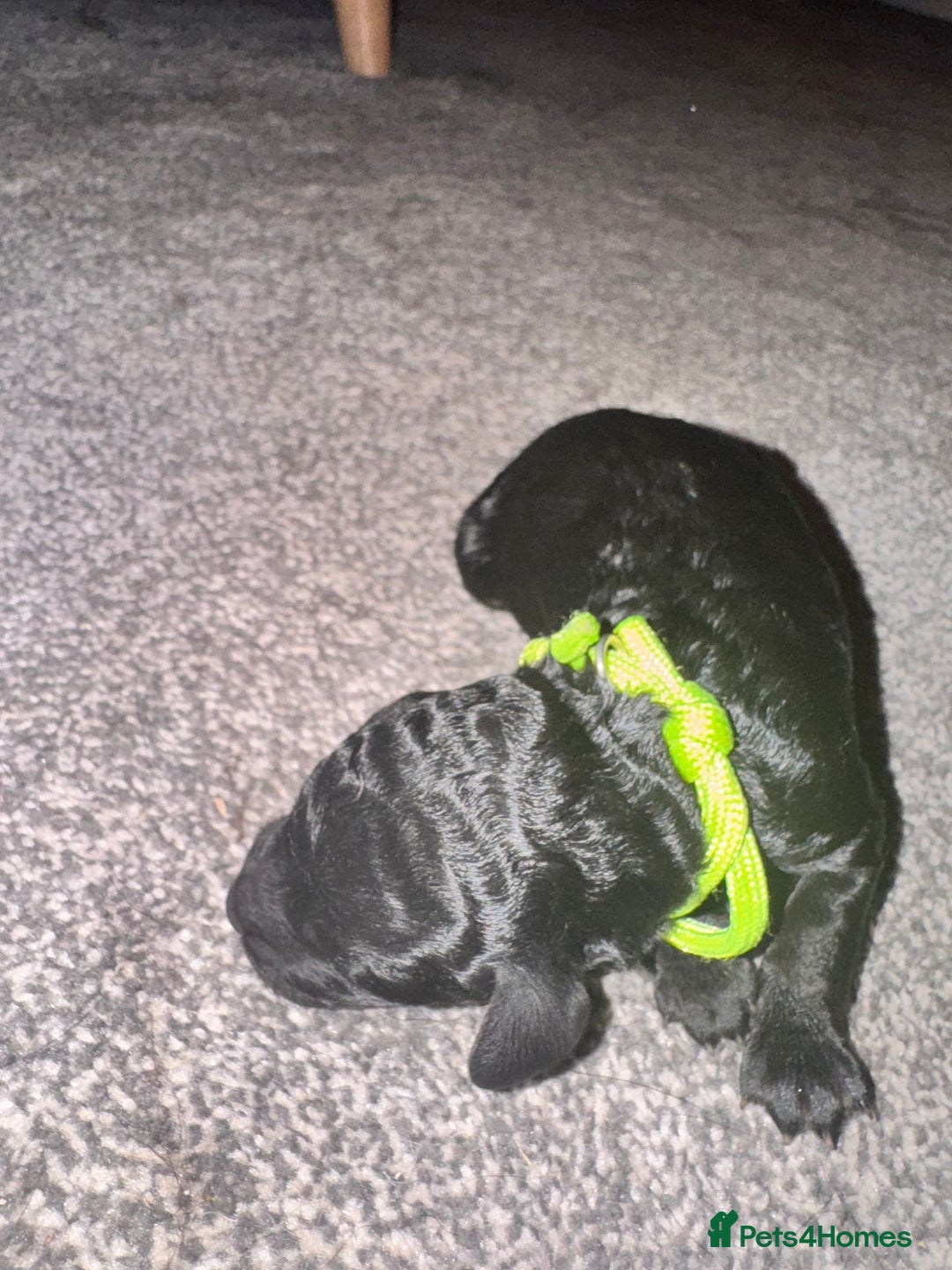 Labradoodle dogs for sale: F1b Miniature Labradoodle Puppies  - Advert 29