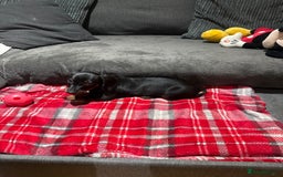 Dachshund dogs for sale: Female Dachshund  - Image 3