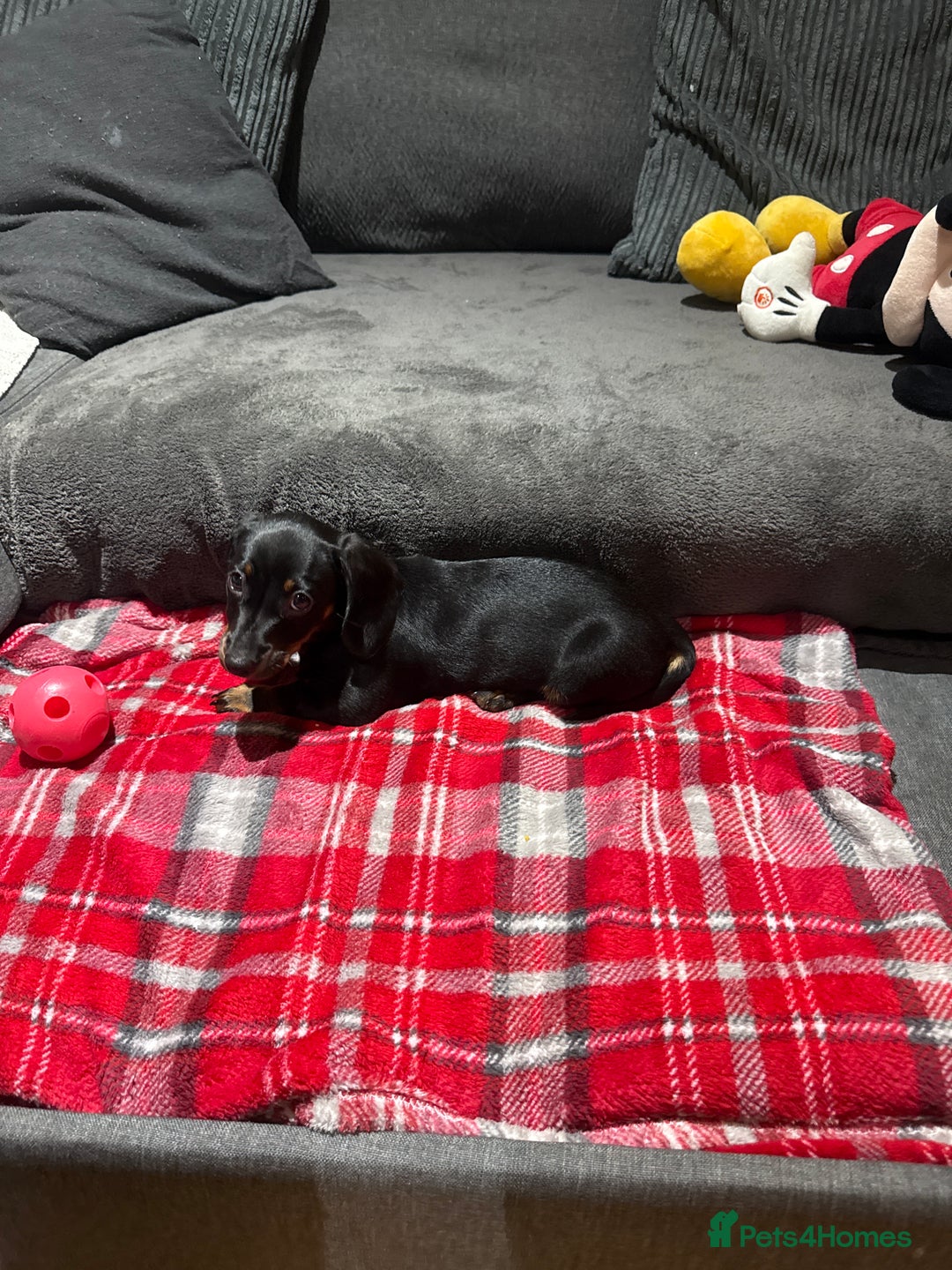 Dachshund dogs for sale: Female Dachshund  - Image 3