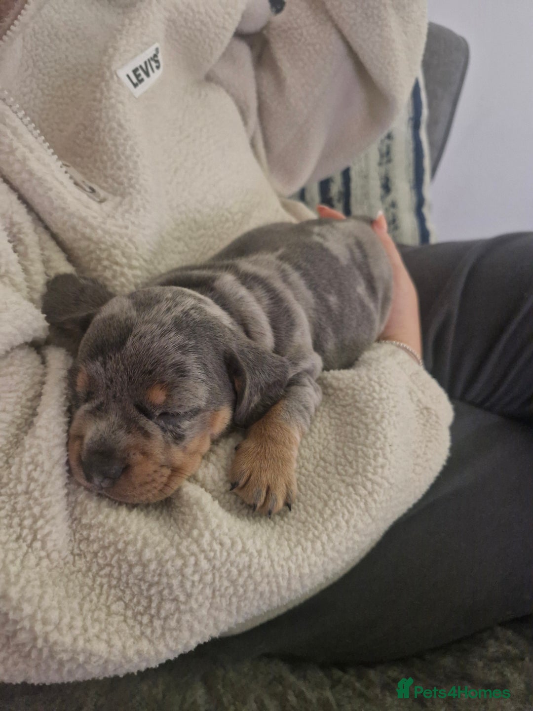 Mixed Breed dogs for sale: French Bull Wieners - Advert 3