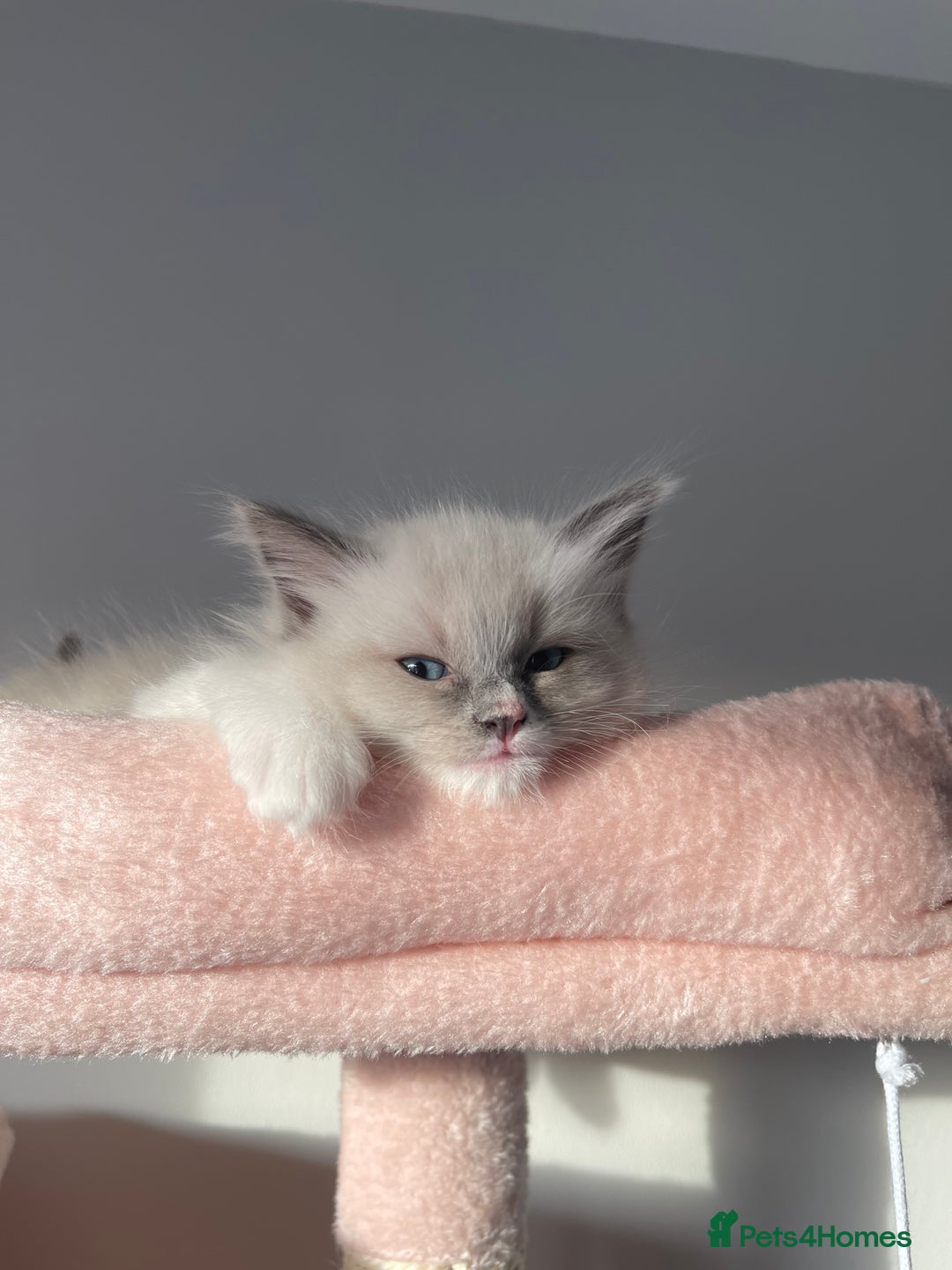 Ragdoll cats for sale: Purebred Ragdolls – Ready to Reserve Now 🍼 - Advert 39
