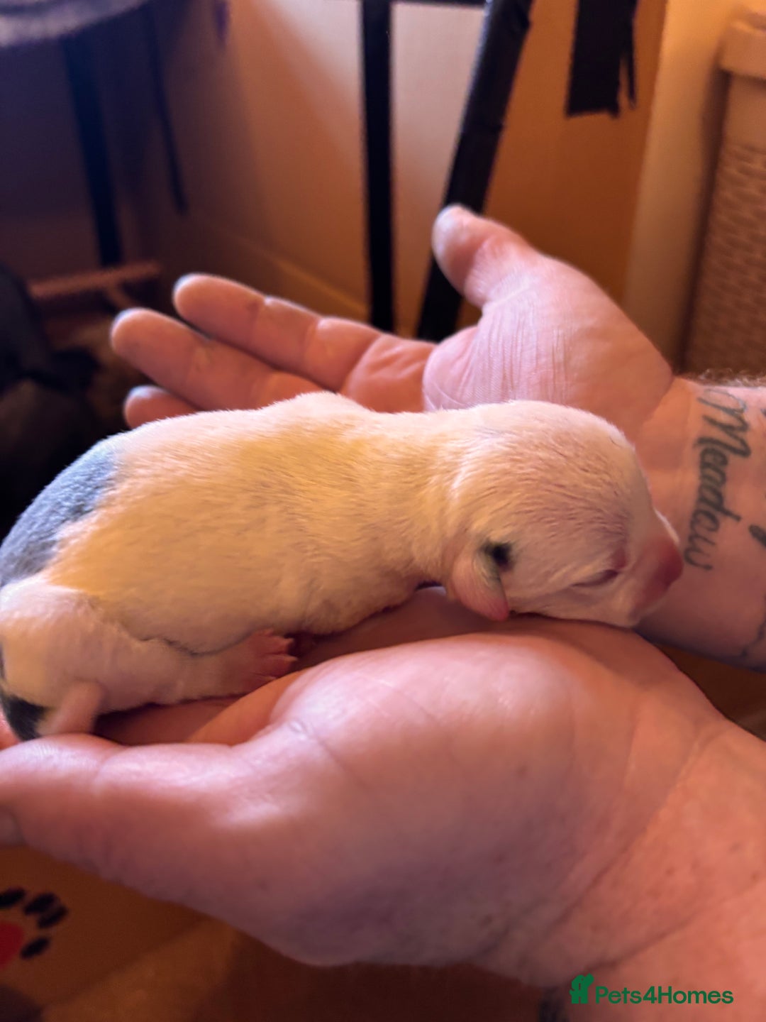 Staffordshire Bull Terrier dogs for sale: Kc reg pied, blue and black Staffies  - Advert 5