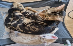 Bengal cats for sale: Snow Boy Ready to go - Image 5
