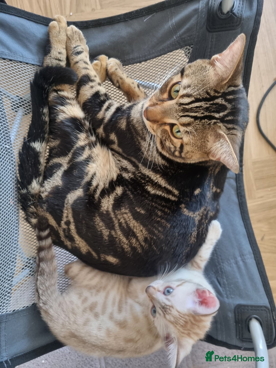 Bengal cats for sale: Snow Boy Ready to go - Image 5