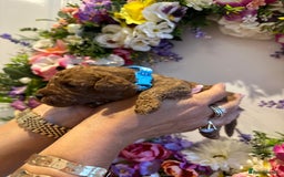 Cavapoo dogs for sale: STUNNING DEEP RED CAVAPOO PUPPIES  - Image 13