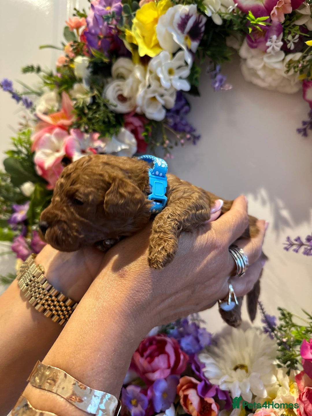 Cavapoo dogs for sale: STUNNING DEEP RED CAVAPOO PUPPIES  - Image 13