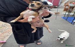Mixed Breed dogs for sale: Puppies  - Image 6