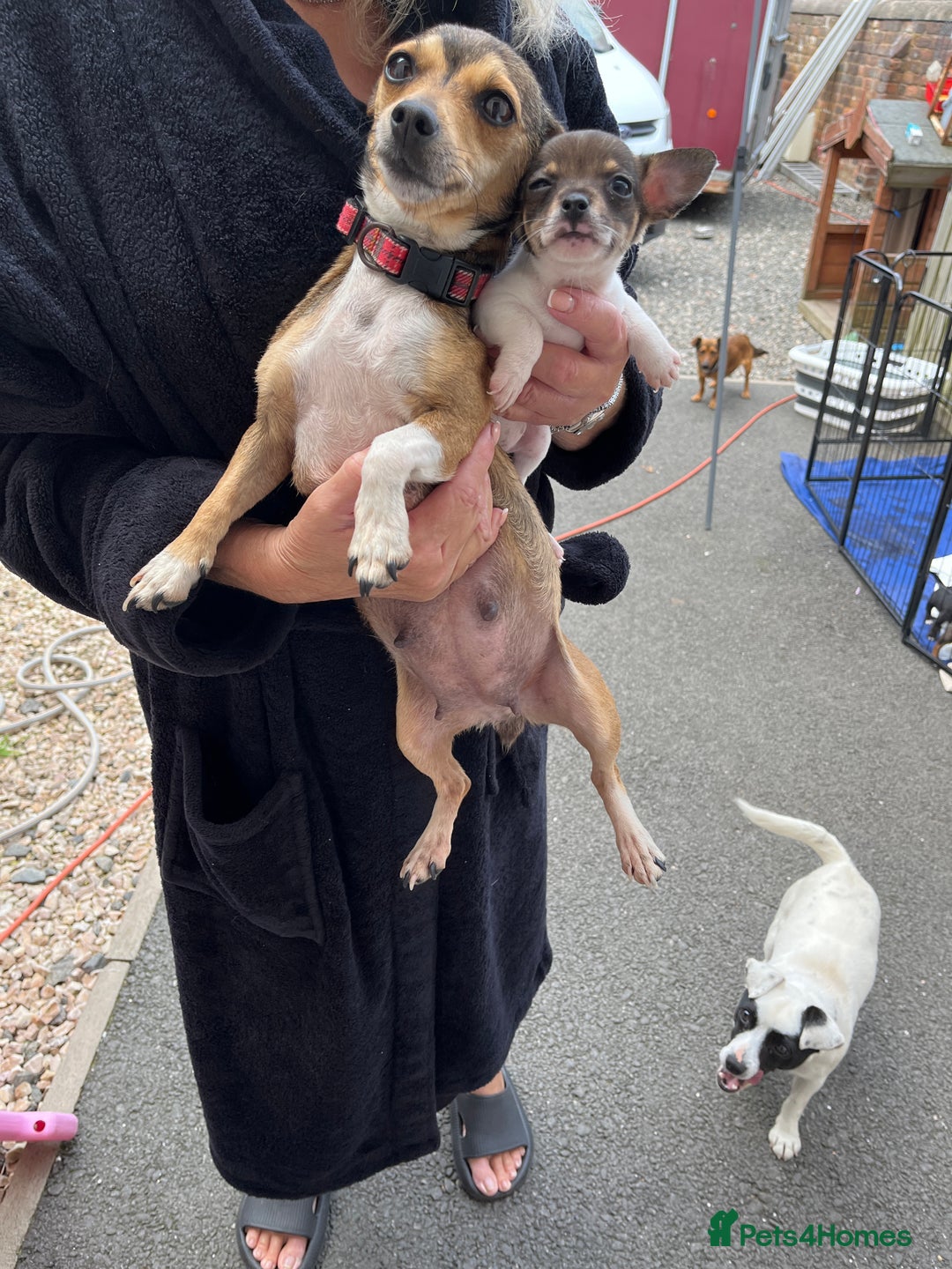 Mixed Breed dogs for sale: Puppies  - Image 6