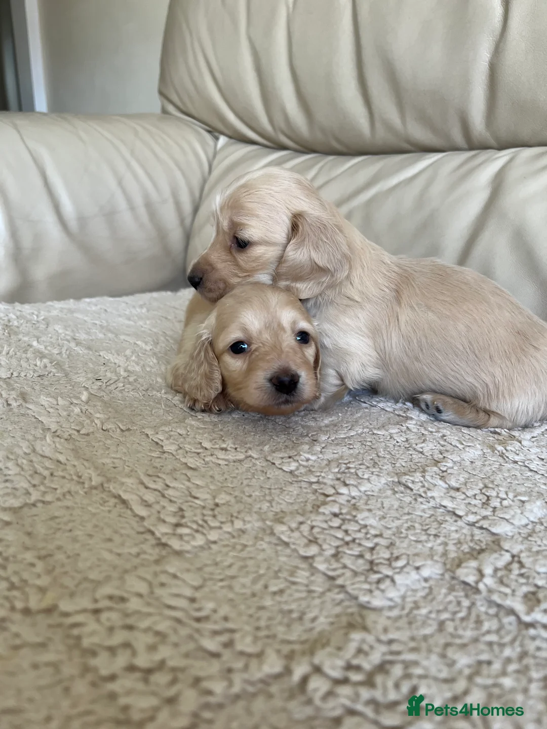 Miniature Dachshund dogs for sale: English cream long haired Dachshund puppies  in Guildford - Advert 2