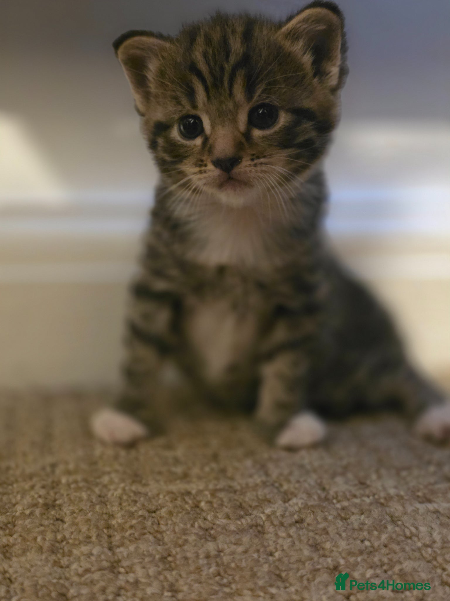 Mixed Breed cats for sale: 1 female kitten for sale - Advert 2