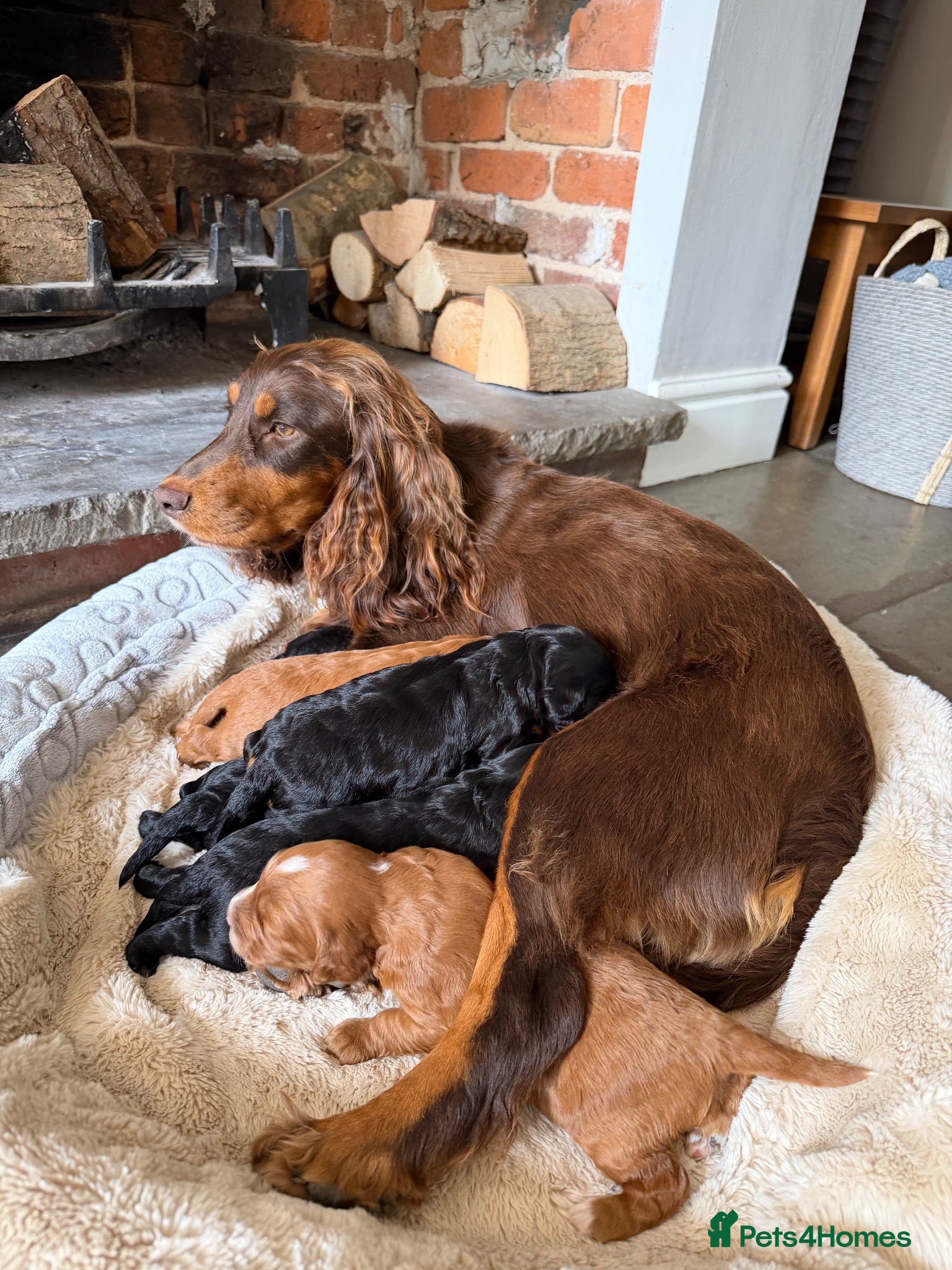 Cockapoo dogs Stunning,  Quality F1 Cockapoo’s Kc reg parents  - Advert 1