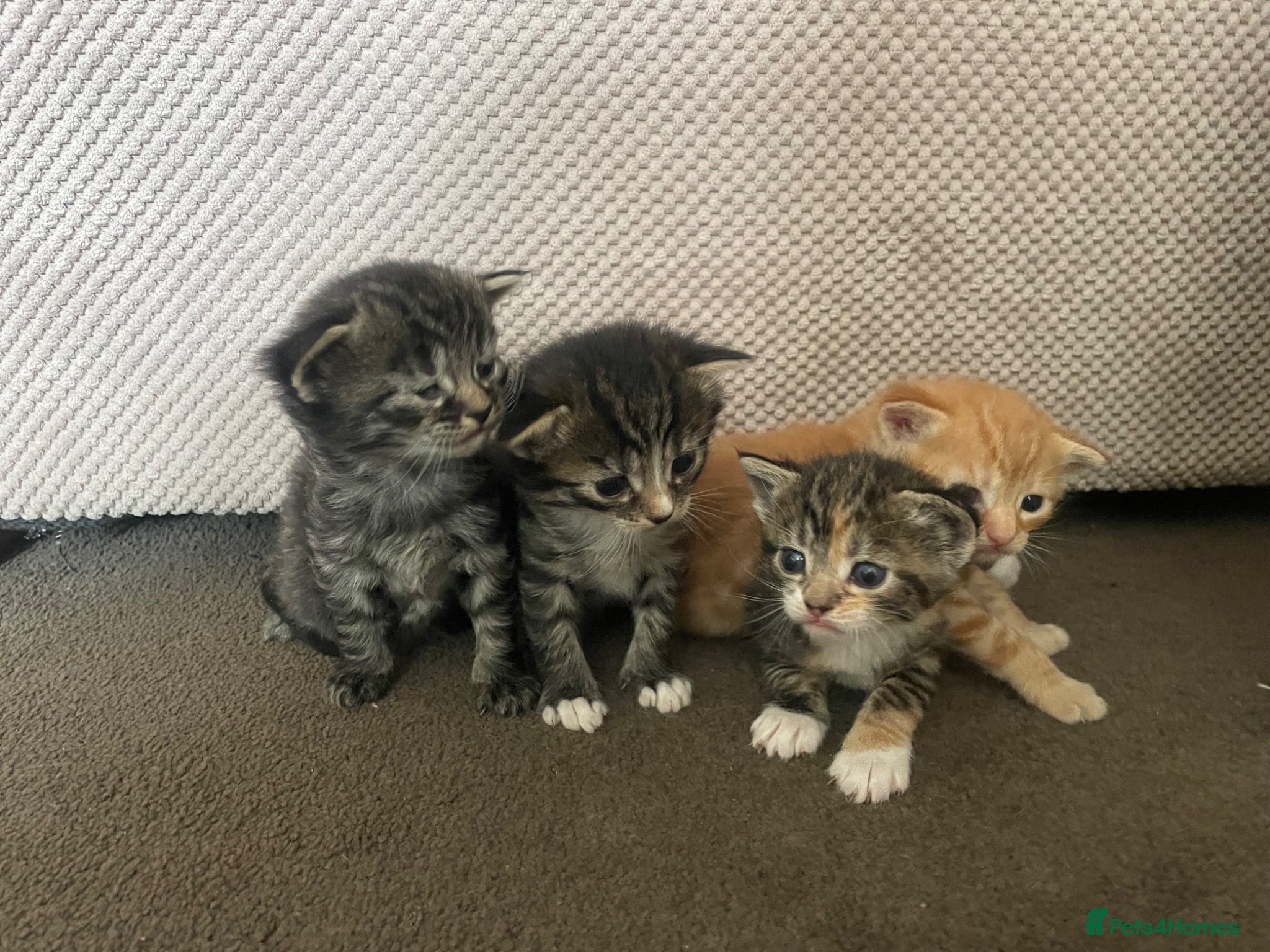 Mixed Breed cats Beautiful kittens for sale!! - Advert 3