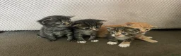Mixed Breed cats for sale: Beautiful kittens for sale!! - Advert 1