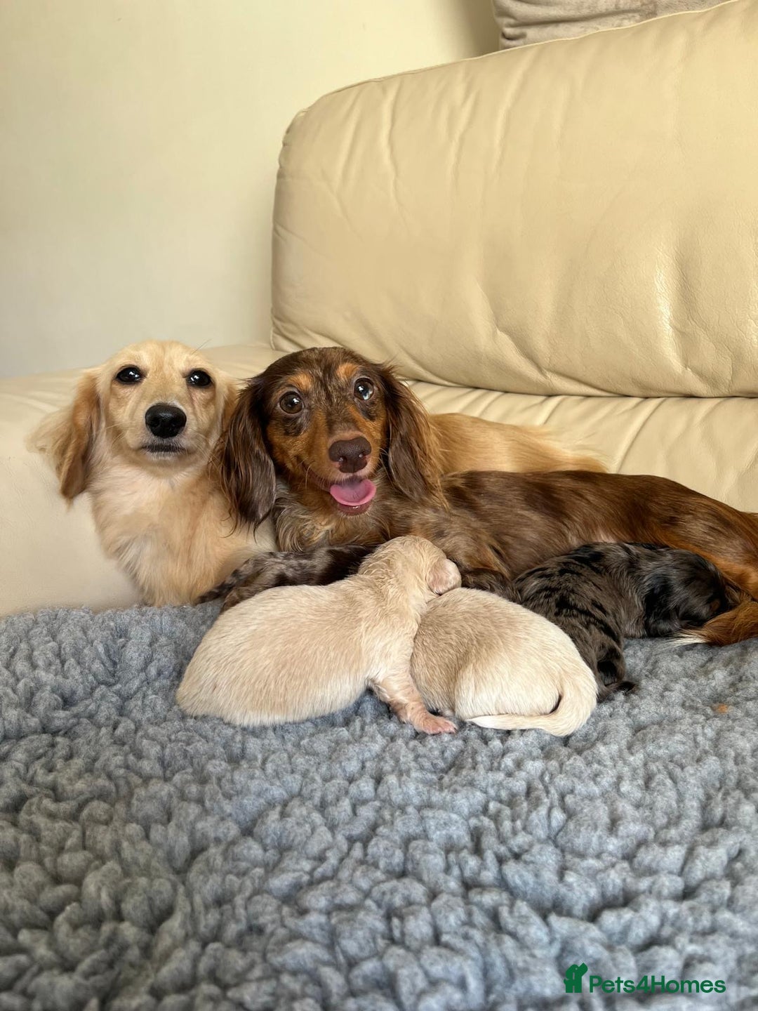 Miniature Dachshund dogs for sale: Miniature dachshunds  - Image 8