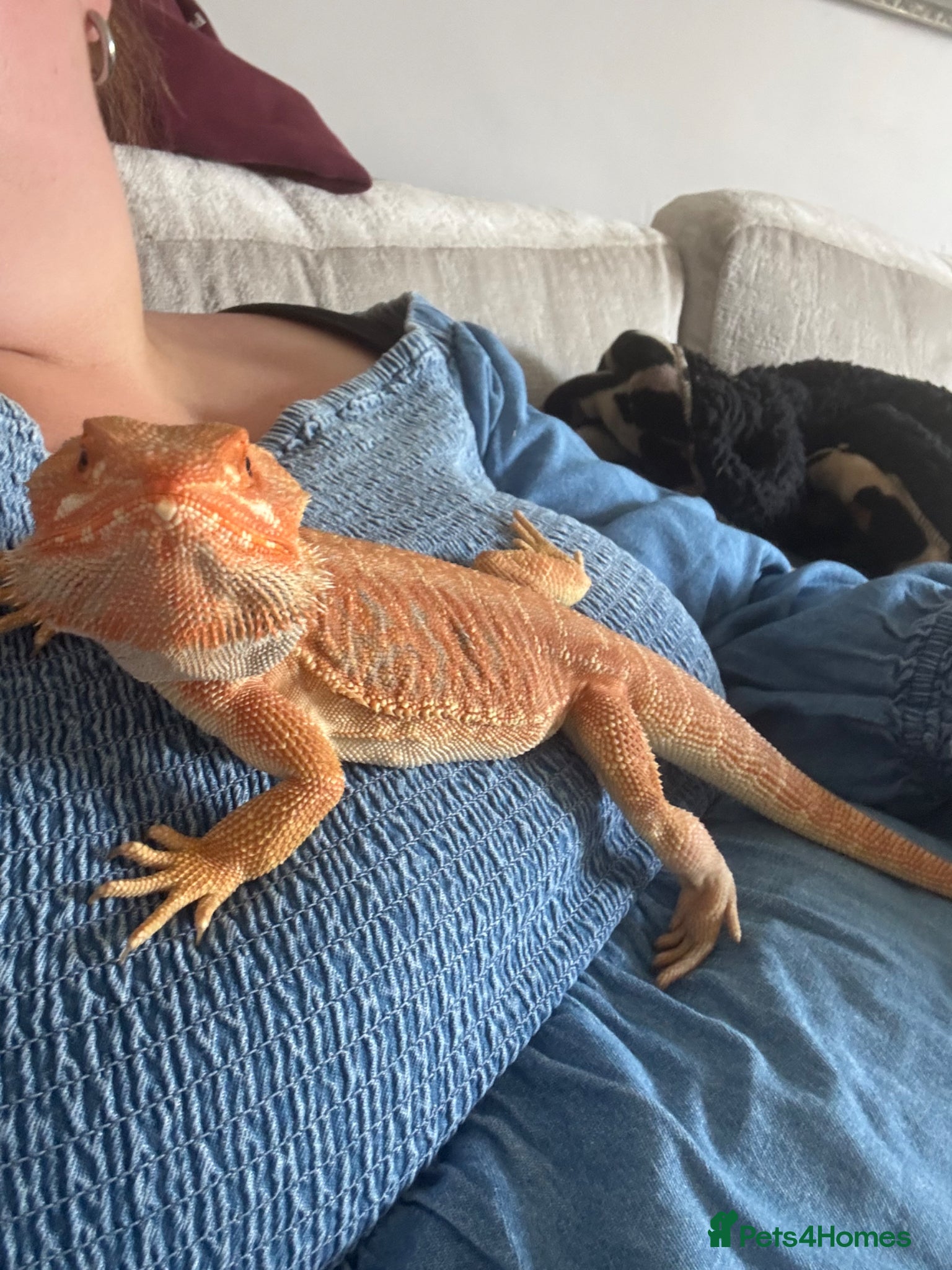 Bearded Dragon reptiles for sale: Friendly 8 Month Old Bearded Dragon - Full Setup - Advert 4