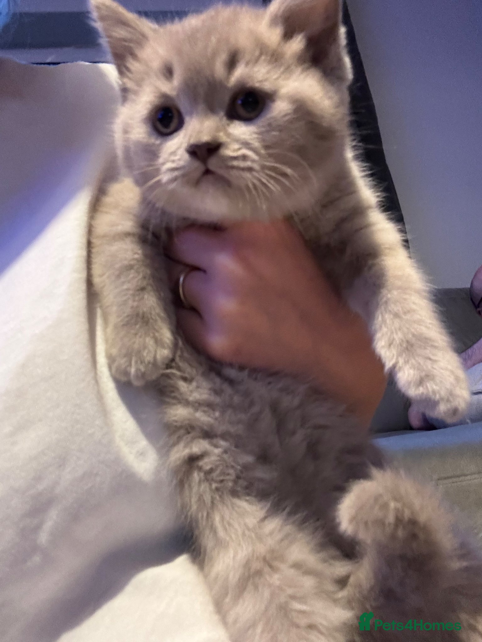 British Shorthair cats 2 beautiful British shorthair females, READY NOW - Advert 1