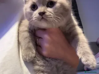 British Shorthair cats 1 LEFT British shorthair females, READY NOW - Advert 1