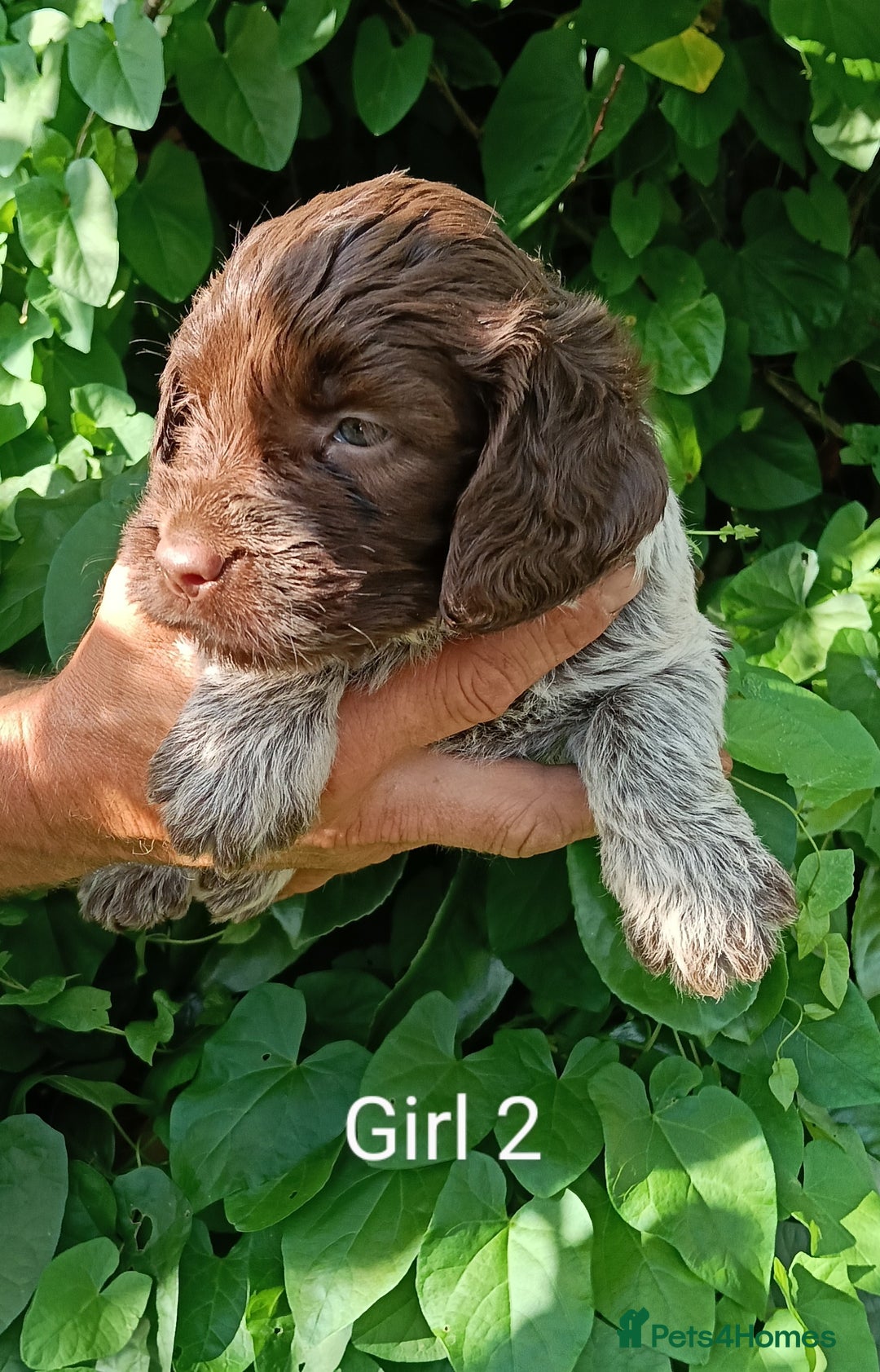 Mixed Breed dogs for sale: New Norfolk Spaniels- Ready Now - Image 8